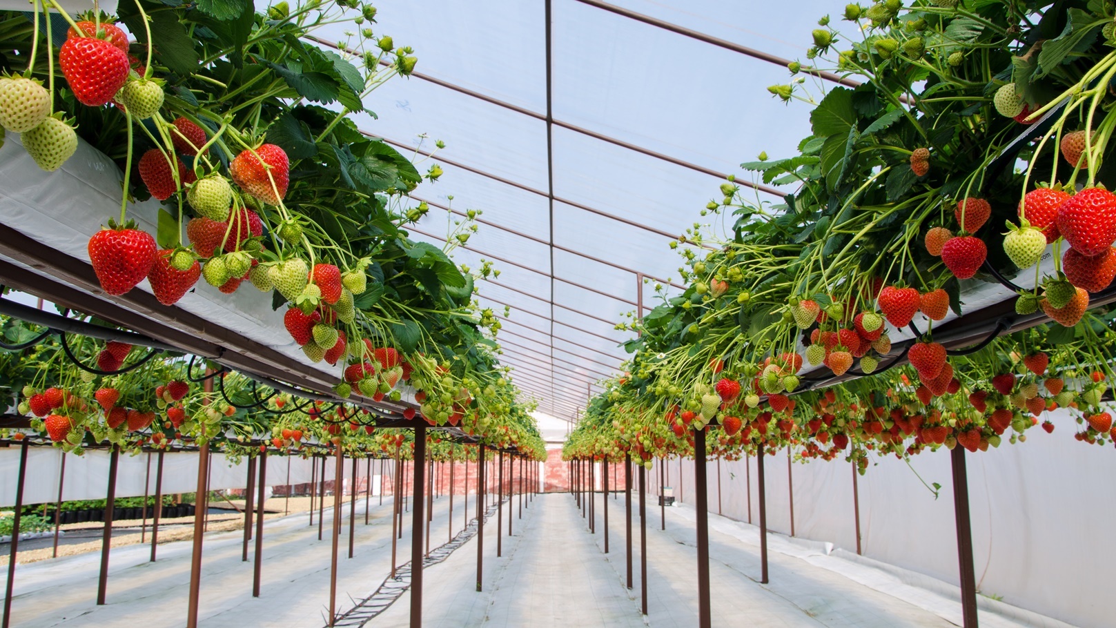 strawberries-2021-08-26-18-19-24-utc