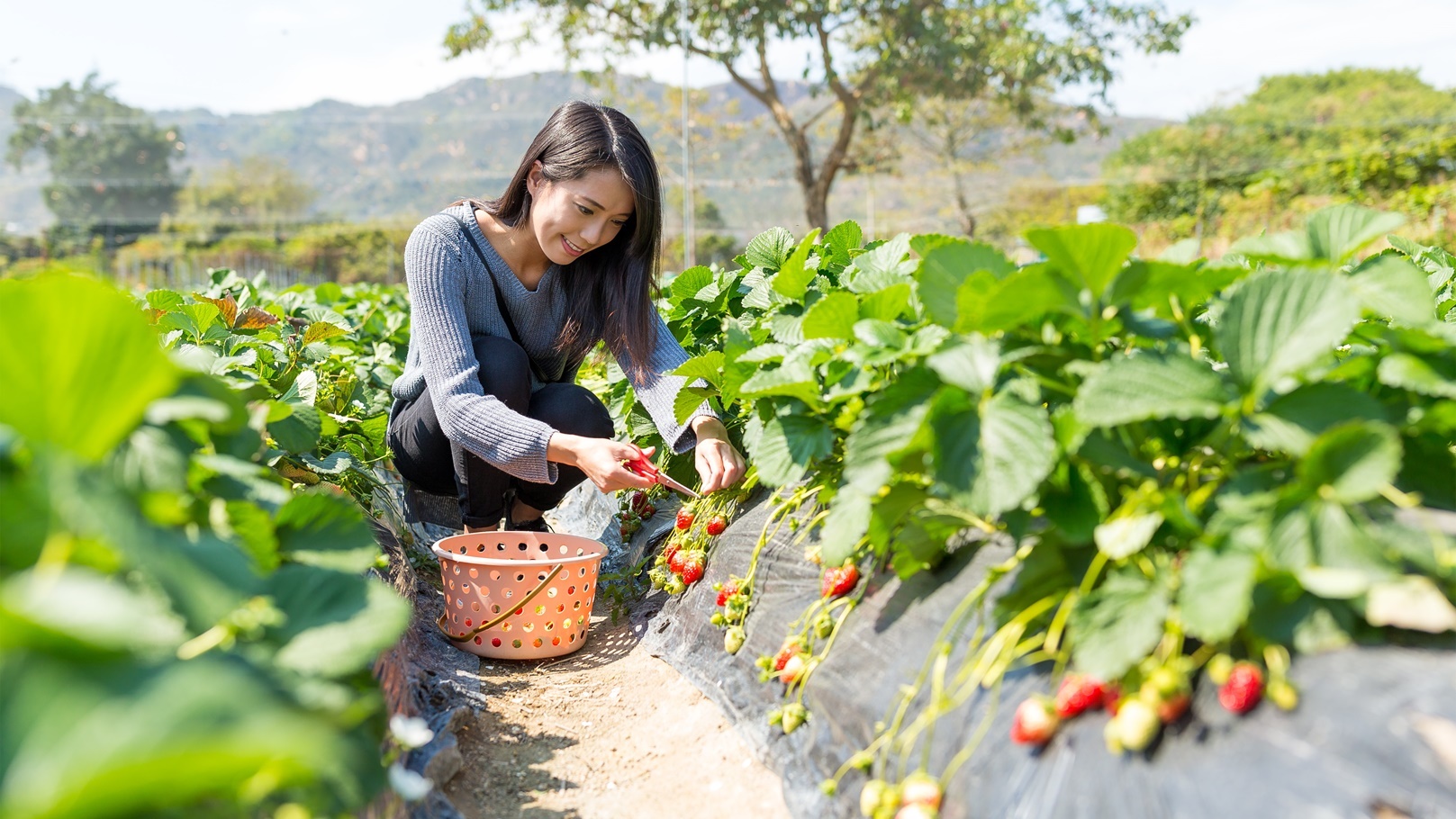 woman-picking-strawberry-at-strawberry-field-2021-08-30-01-47-47-utc