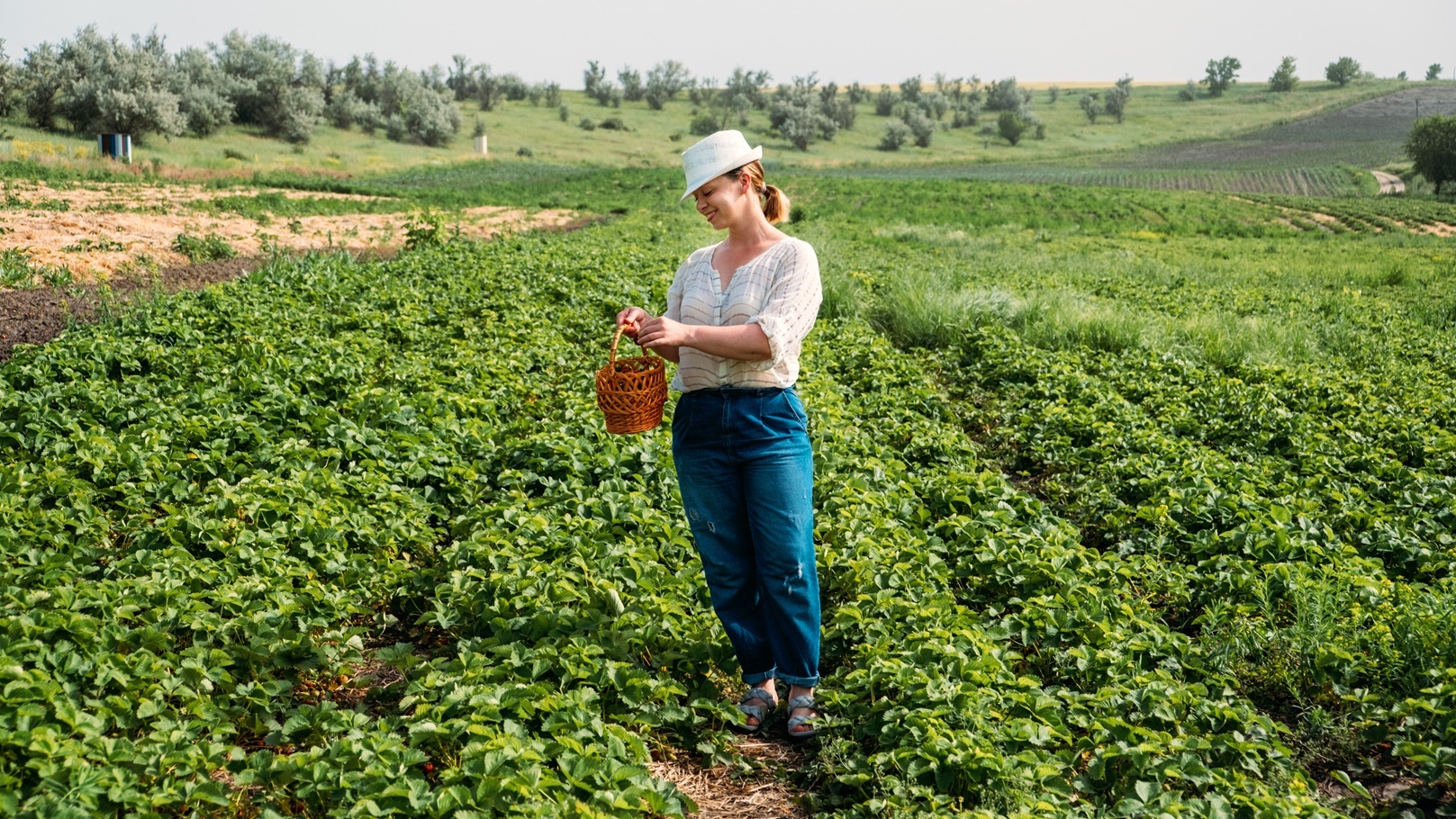 picking-fruits-on-strawberry-field-harvesting-on-2021-09-04-02-18-50-utc
