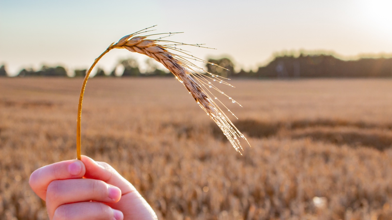 wheat-2021-09-04-08-56-00-utc (1)