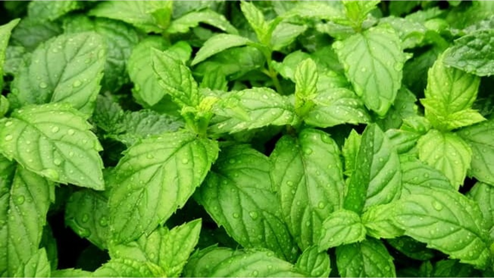 الفوائد الصحية للنعناع
