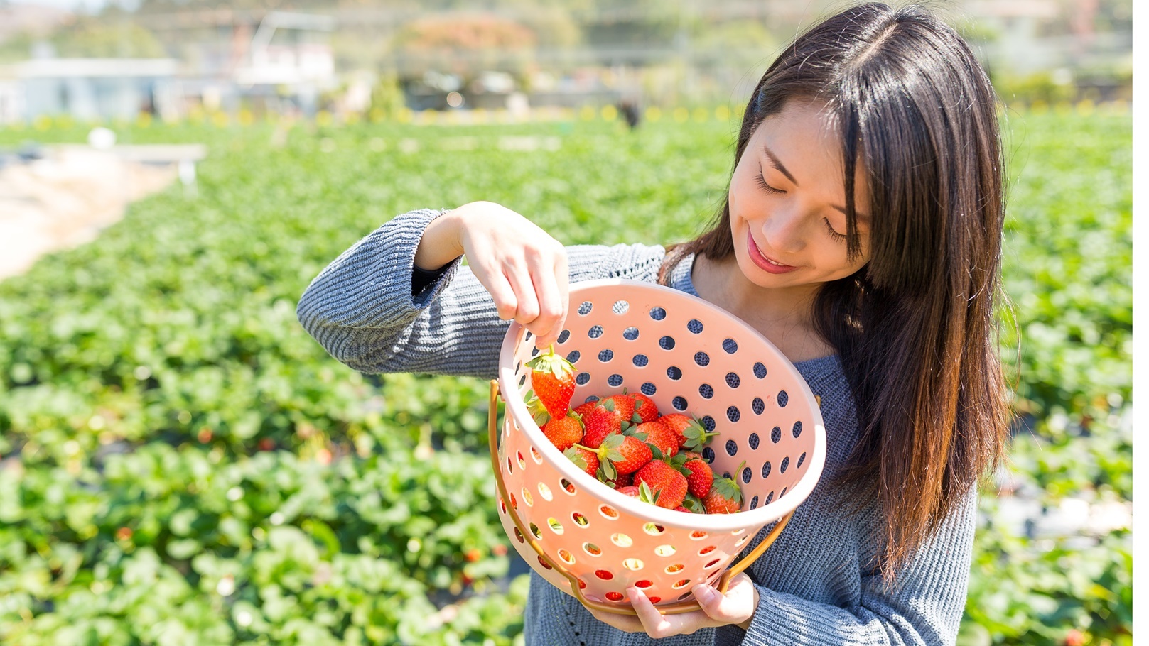 woman-picking-fruit-on-organic-strawberry-farm-ins-2021-08-29-11-56-58-utc