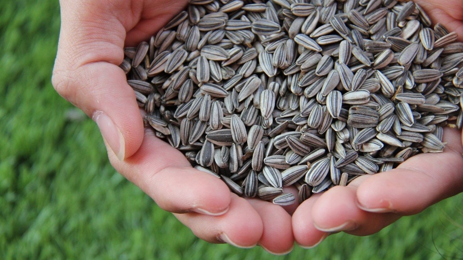 اللب الاسمر