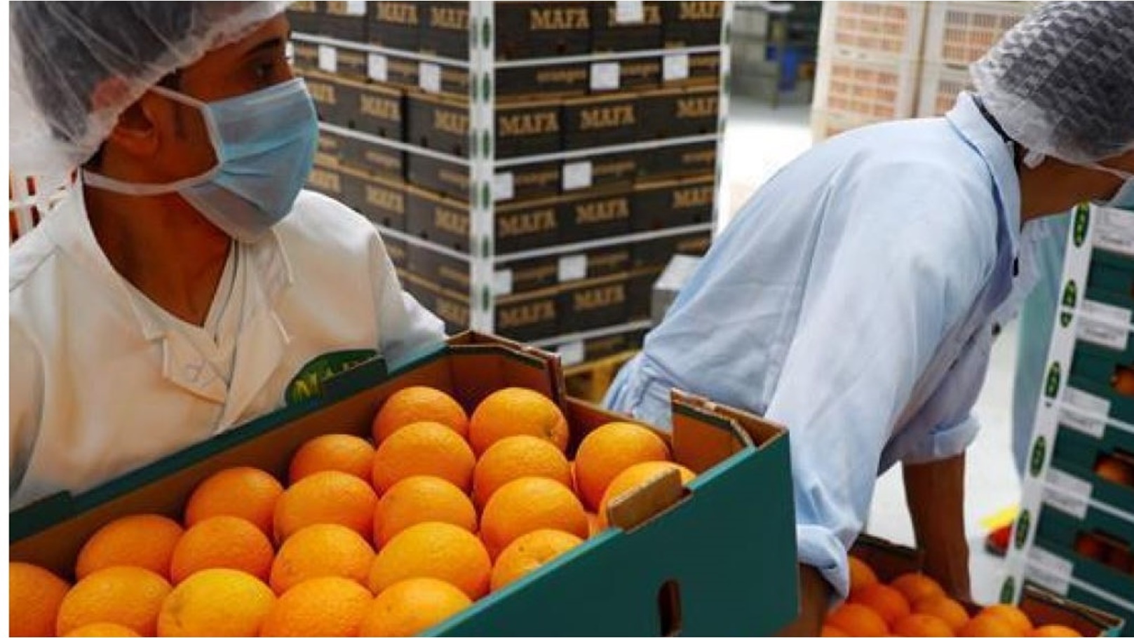 الحاصلات الزراعية - برتقال