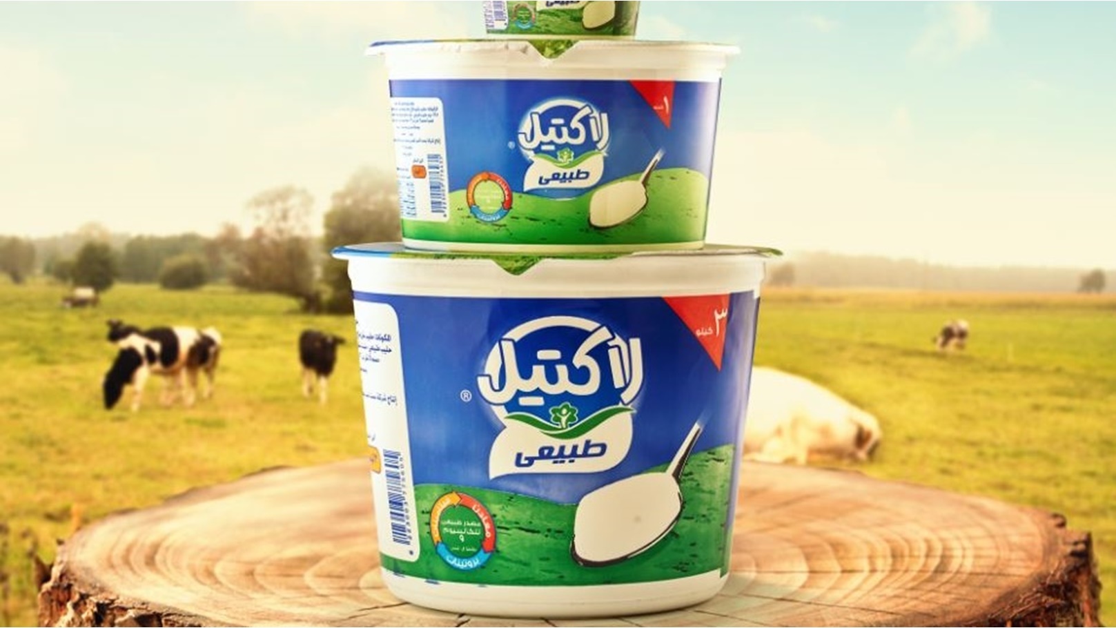 زبادي لاكتيل