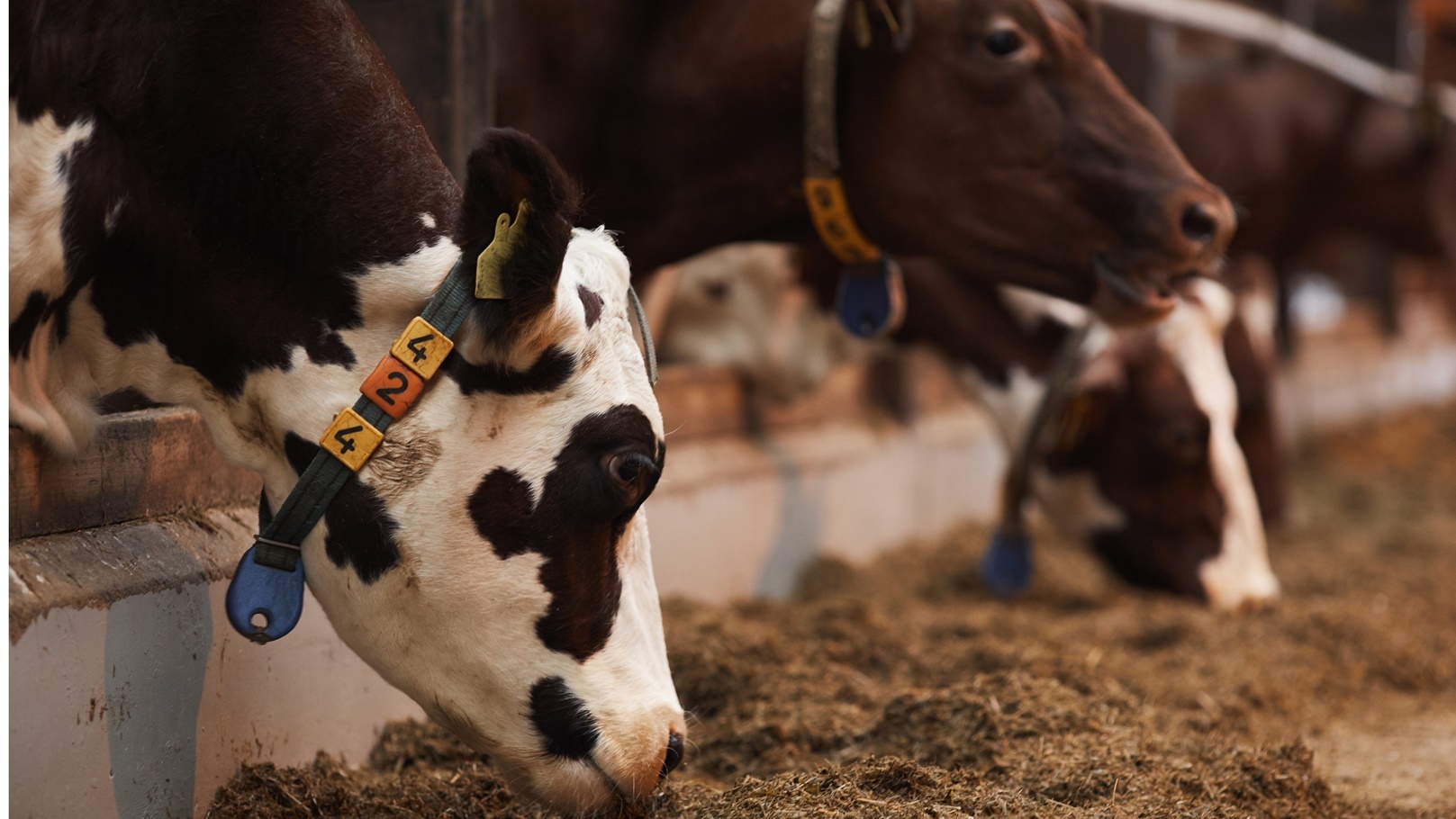 مزارع أبقار