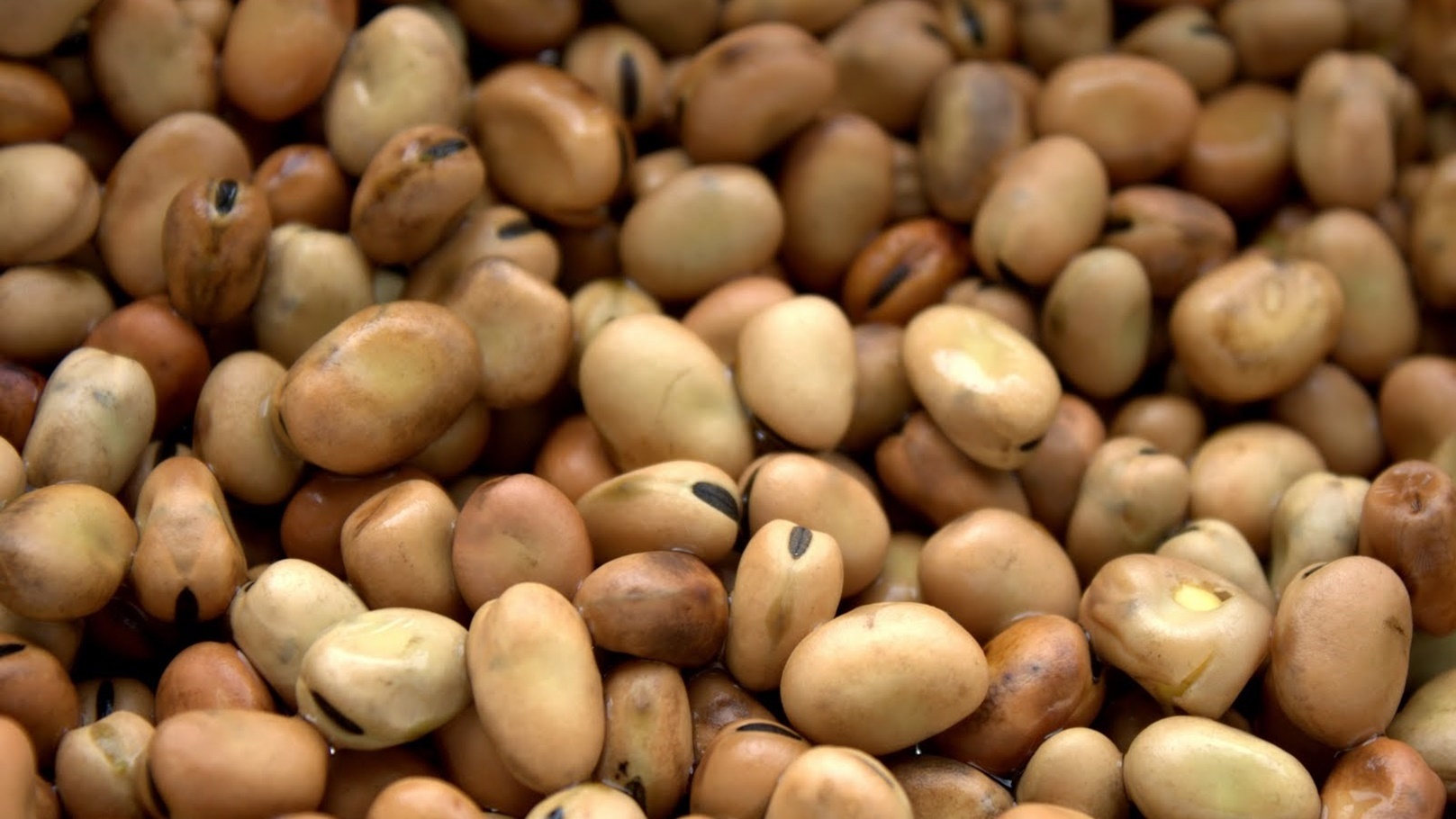 الفول المصري