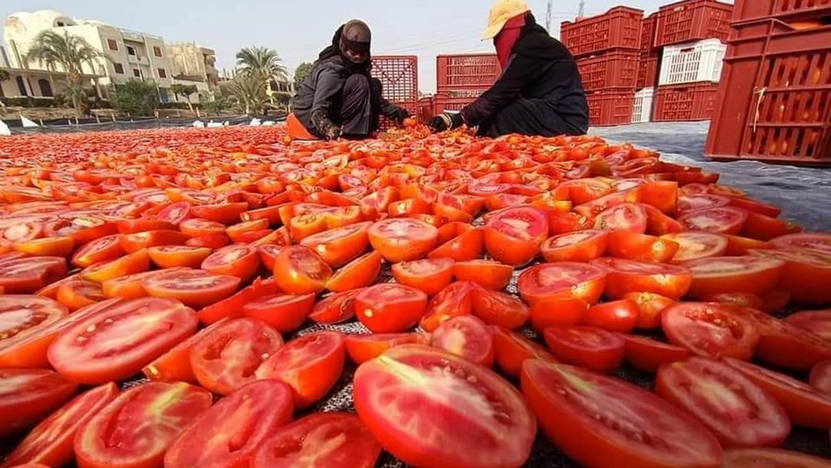 طماطم مجففة