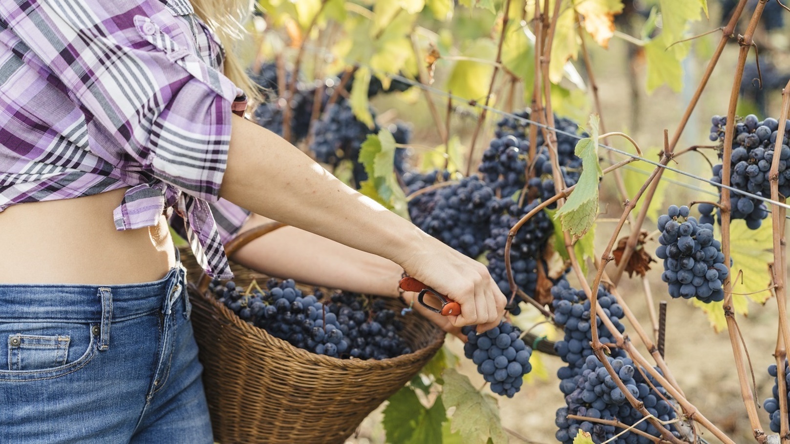 group-of-people-harvesting-grapes-in-a-vineyard-2021-08-26-20-17-48-utc
