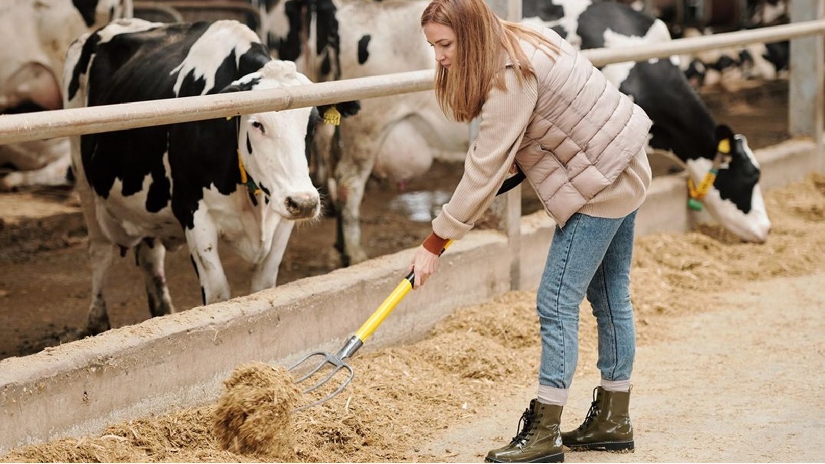 مشروعات حيوانية