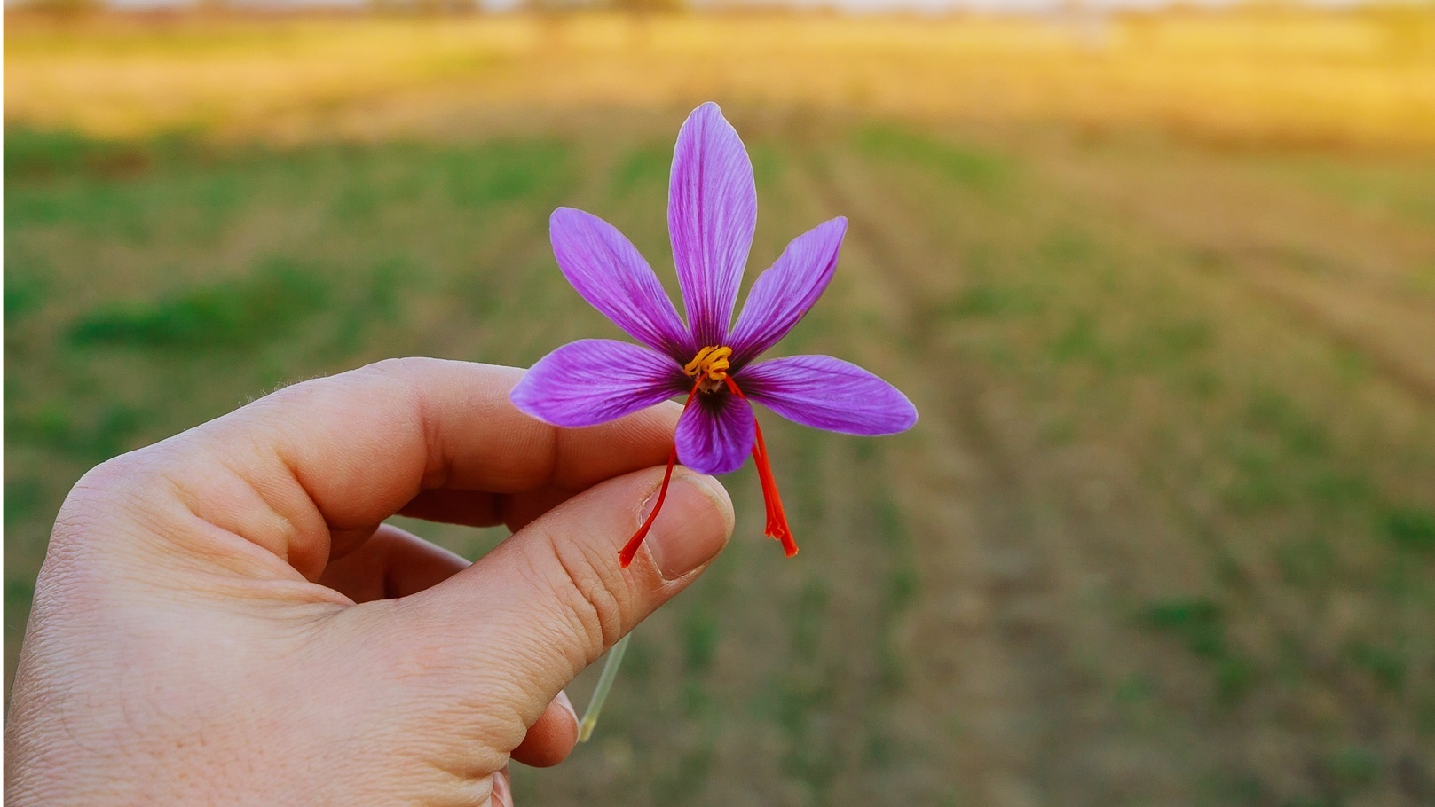 extraction-of-stigmas-of-saffron-fields-of-violet-2021-09-01-03-20-03-utc