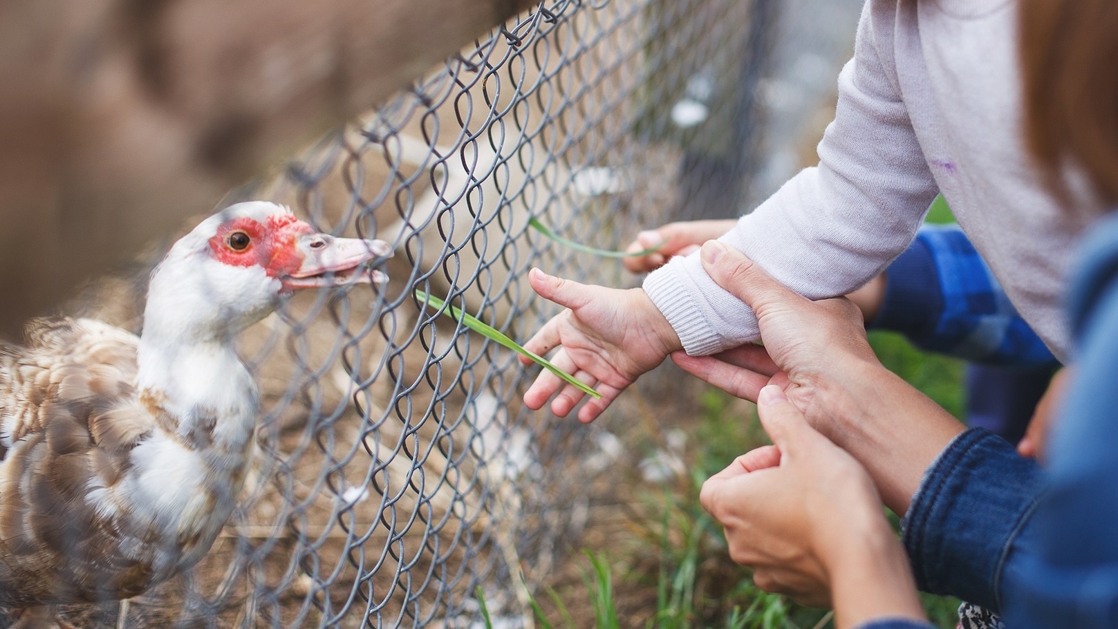 children-feed-geese-grass-over-the-fence-2021-12-09-17-30-25-utc