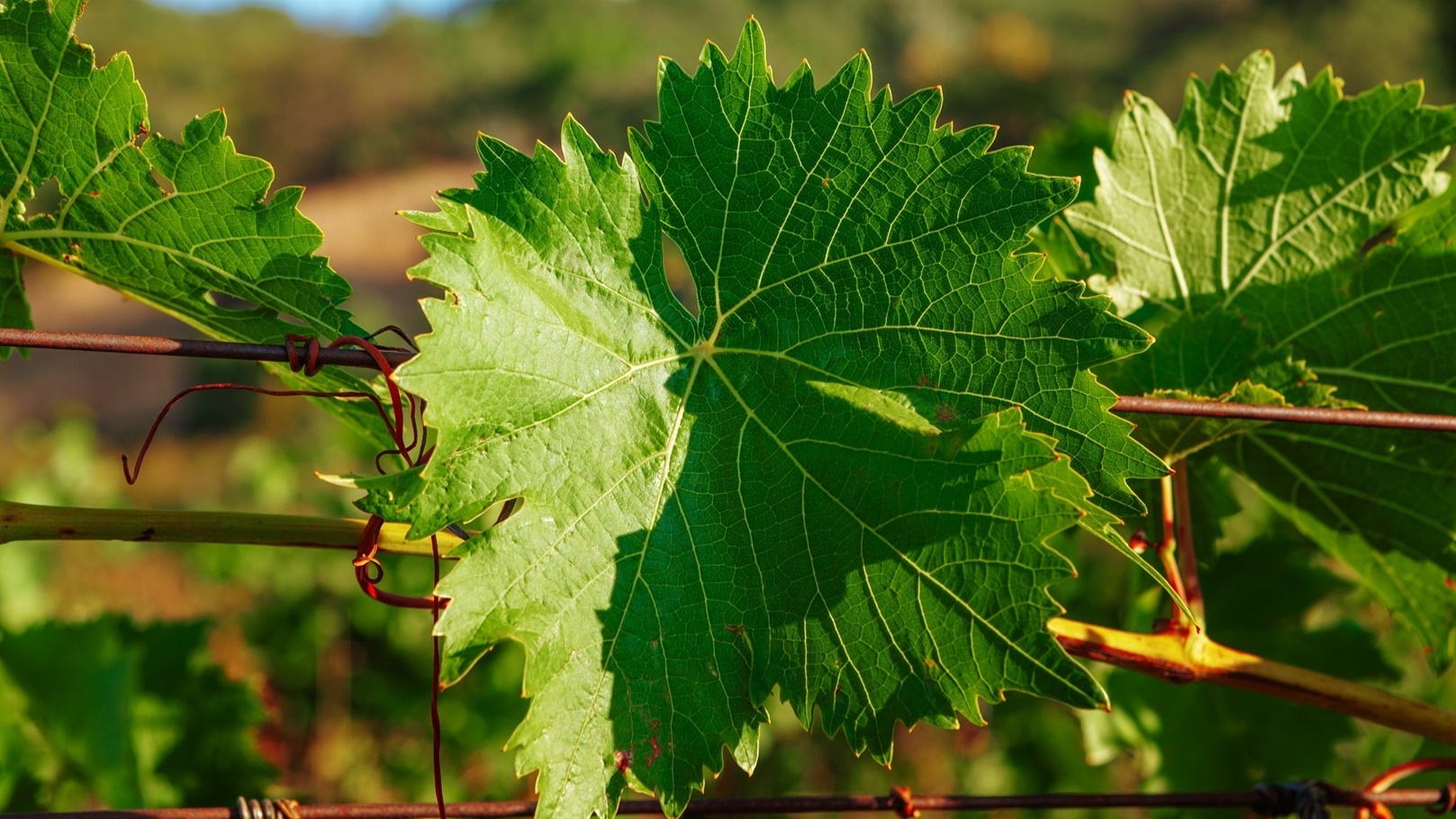 الفرق بين ورق العنب وورق التوت