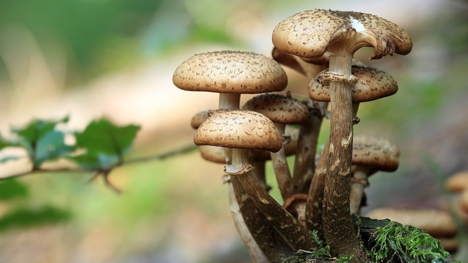 mushrooms-مشروم