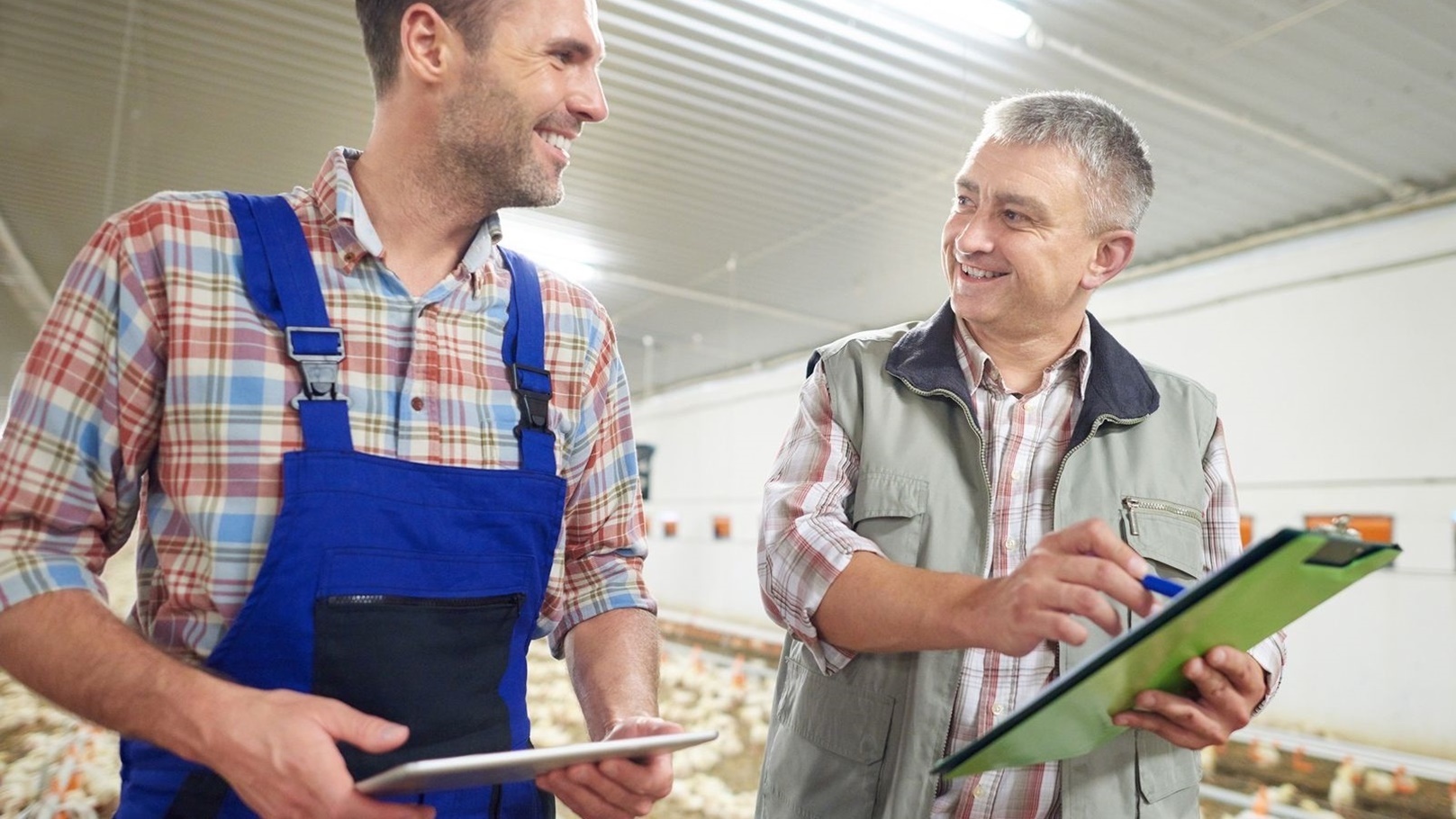 الاستثمار في الدواجن