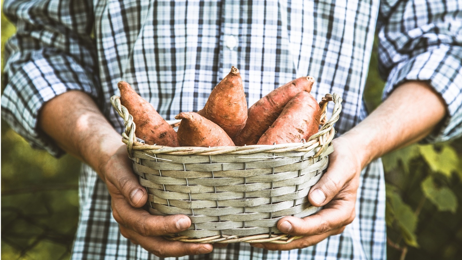 sweet-potatoes-2021-08-26-16-27-29-utc