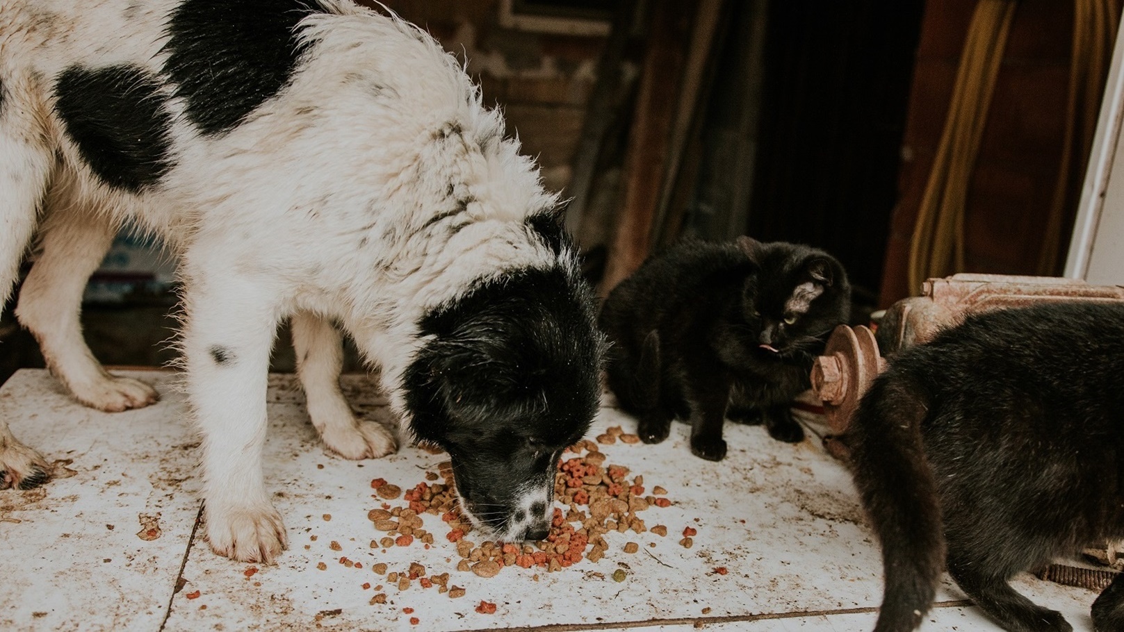 cat-eating-dry-food-in-animal-shelter-طعام حيوانات اليفة (2)