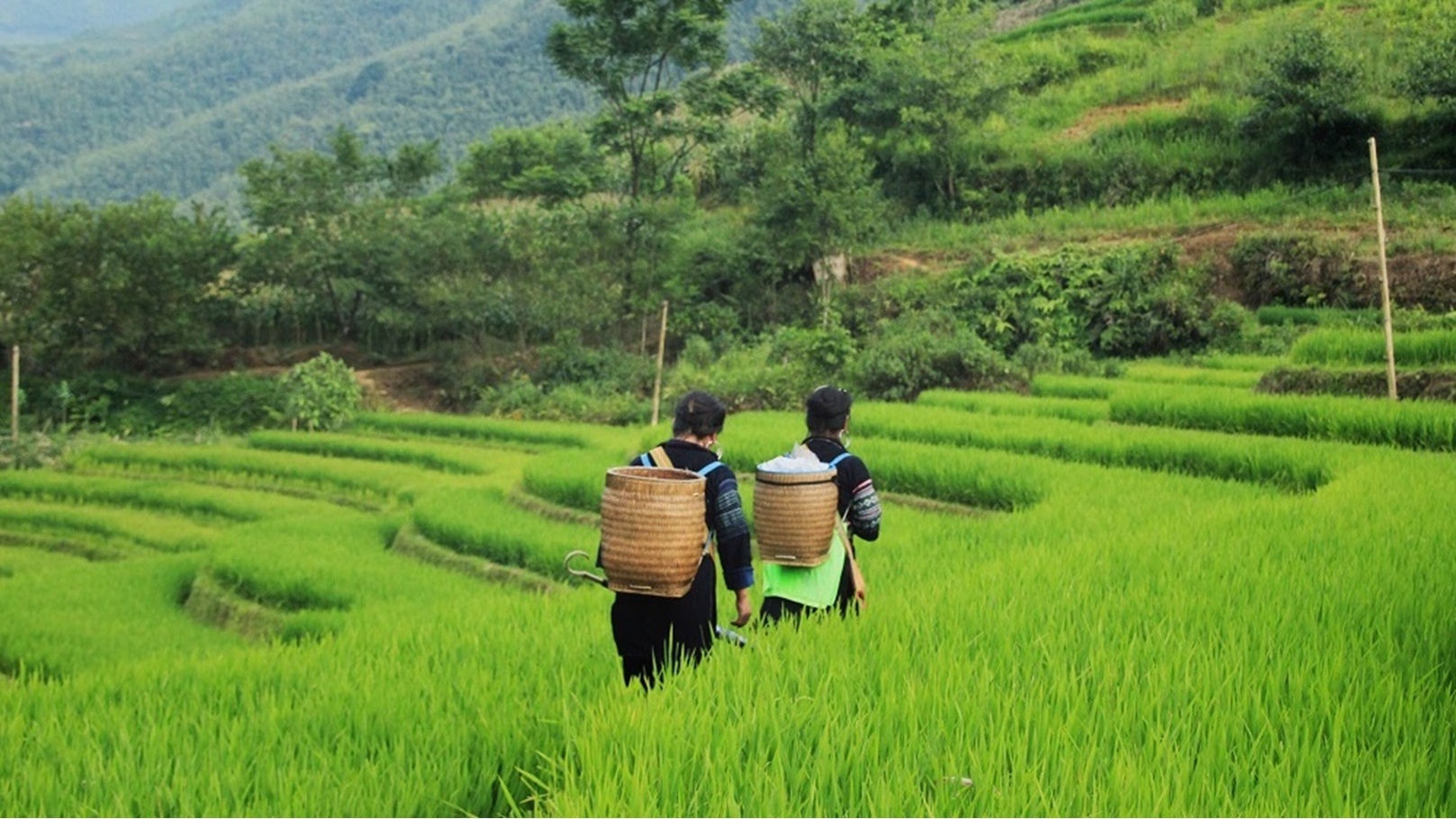 rice-anyone-2021-08-30-14-25-31-utc