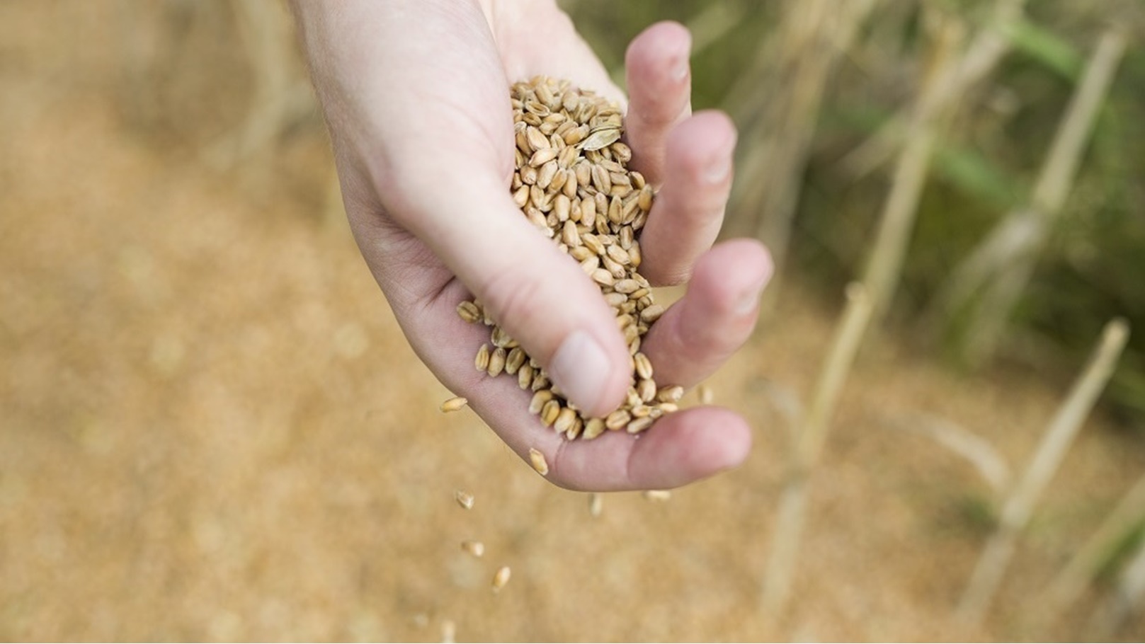 close-up-of-farmer-s-hand-holding-oats-2021-08-28-23-36-38-utc