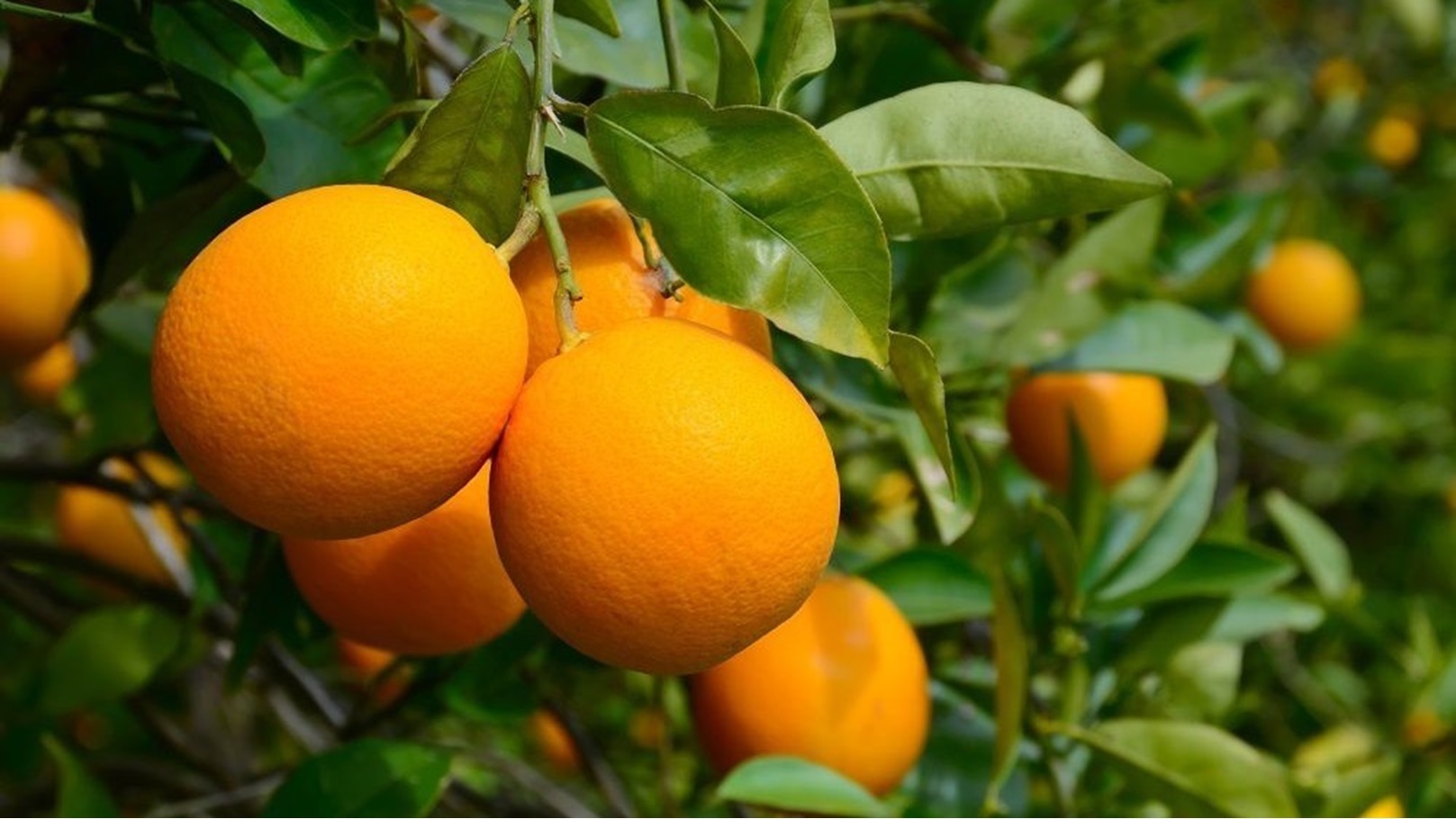 برتقال