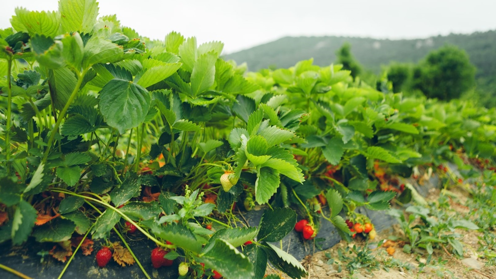 Image1_320222294340705364060