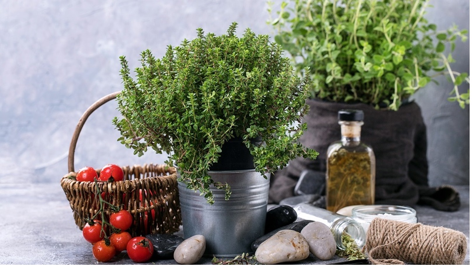 فوائد الزعتر