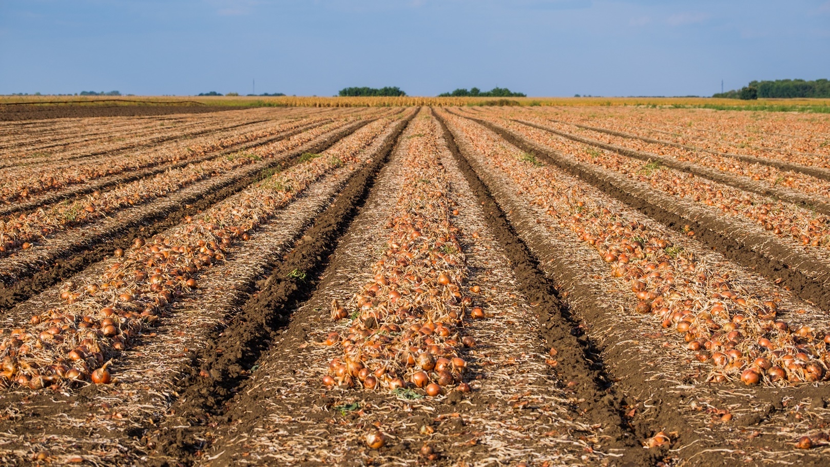 زراعات البصل