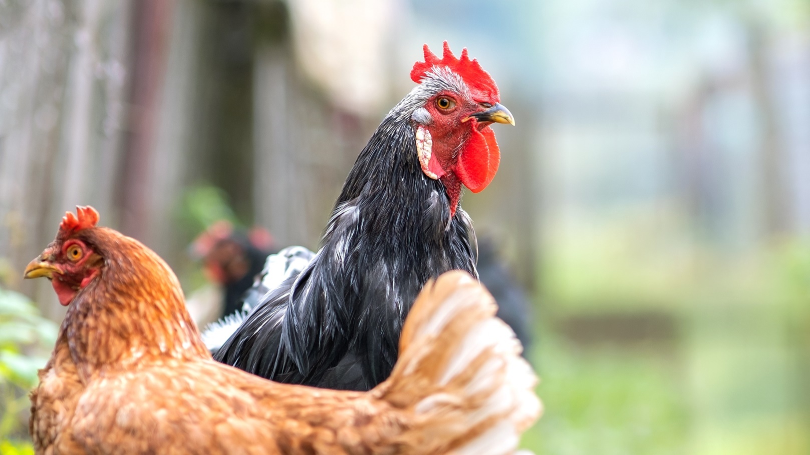 أسعار الدواجن اليوم