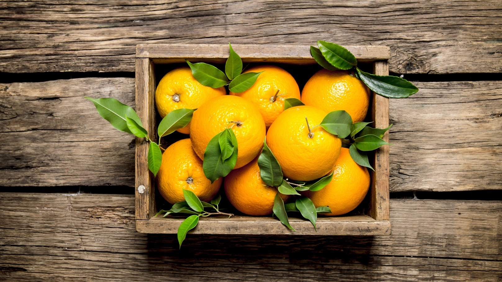 صادرات موالح