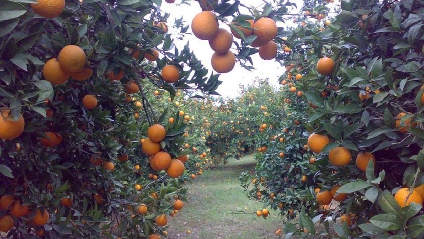 مزارع برتقال