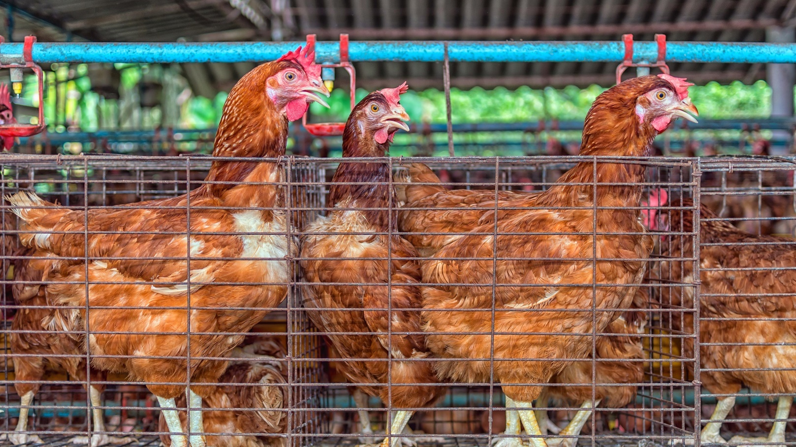 أسعار الخضروات