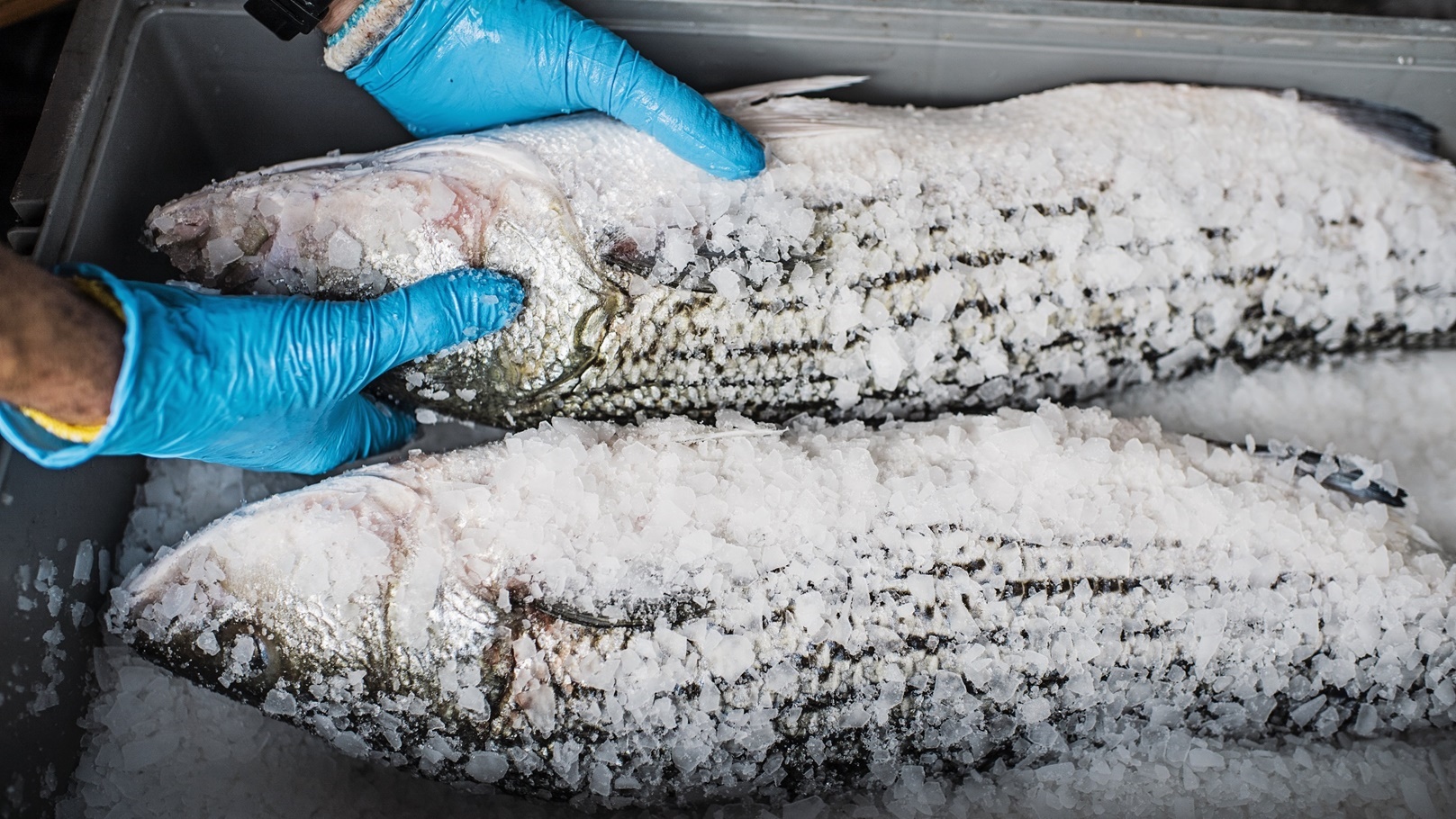 أسعار السمك اليوم