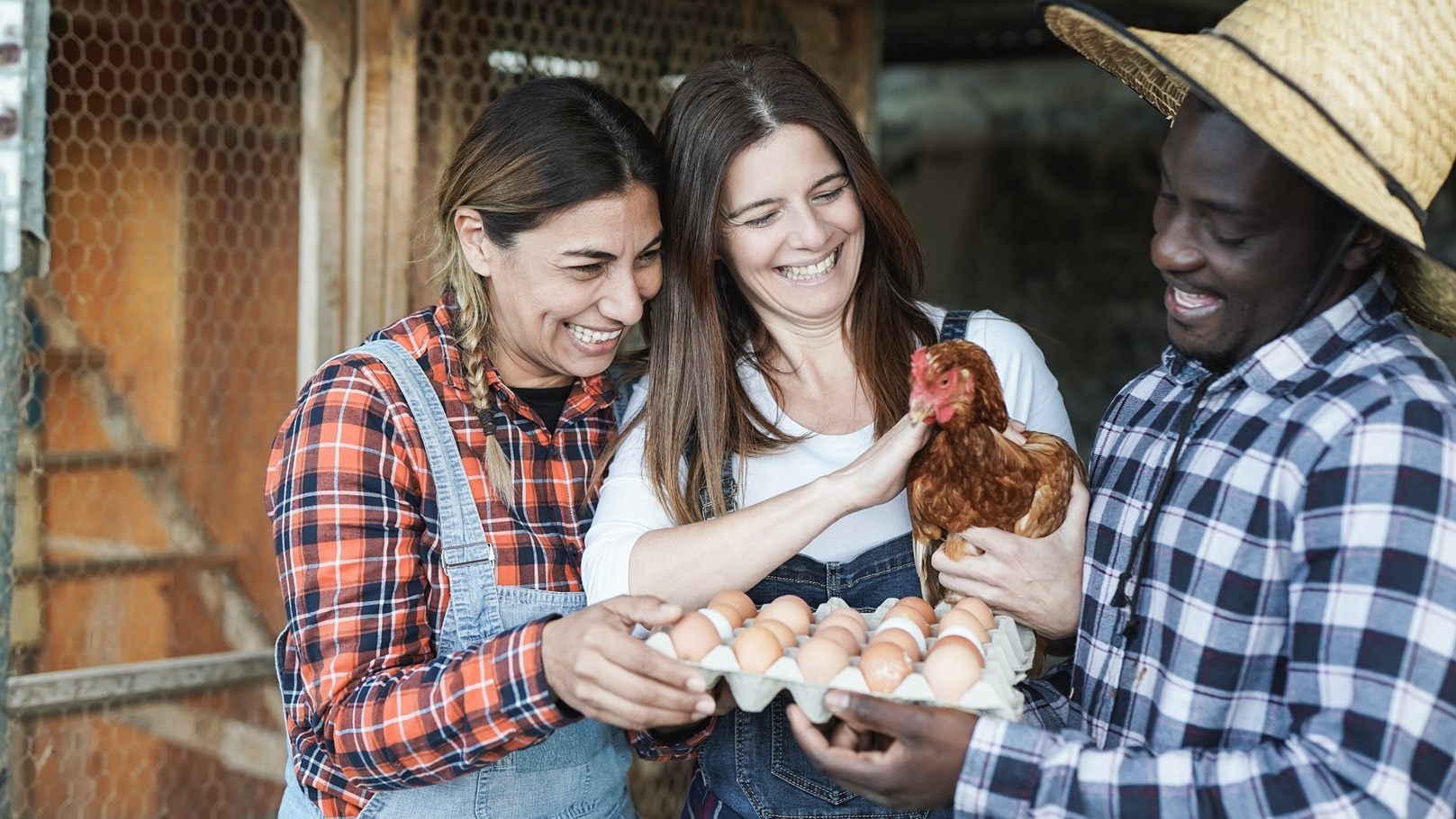 إنتاج البيض