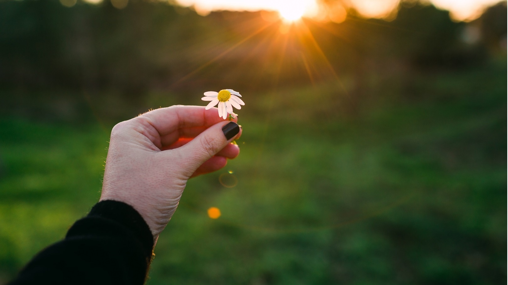 العناية بالمزروعات