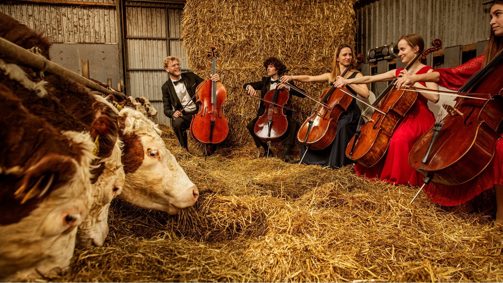 تشغيل موسيقى للأبقار