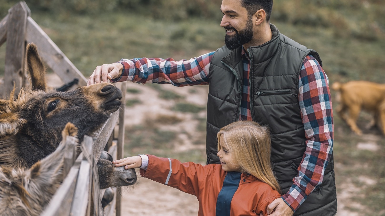 تربية مواشي