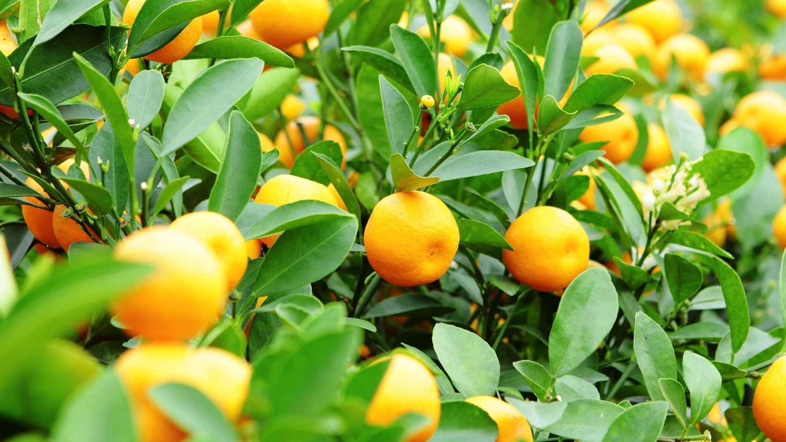 أشجار الكمكوات