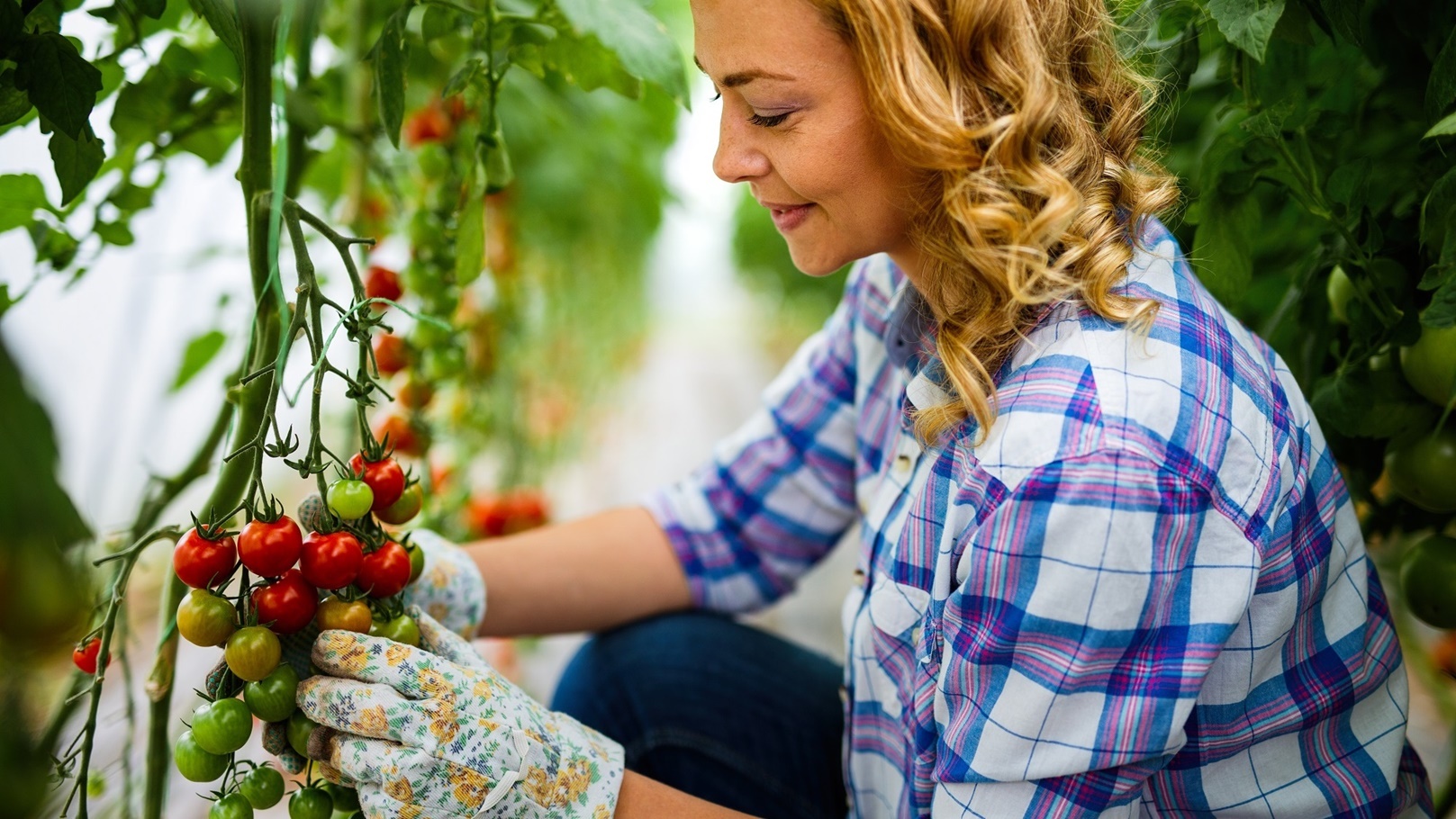happy-woman-worker-picking-sweet-vegetables-in-cou-2022-03-16-19-36-12-utc