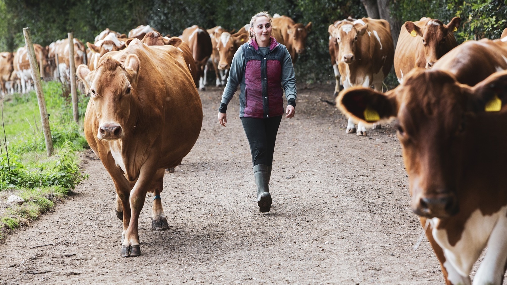 young-woman-driving-herd-of-guernsey-cows-along-a-2022-03-04-02-33-06-utc