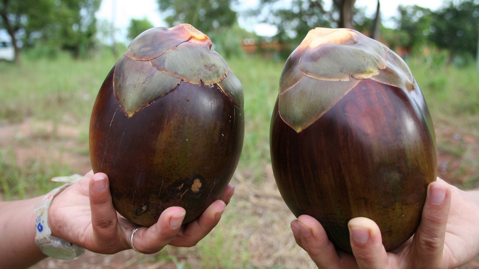 التفاح المثلج