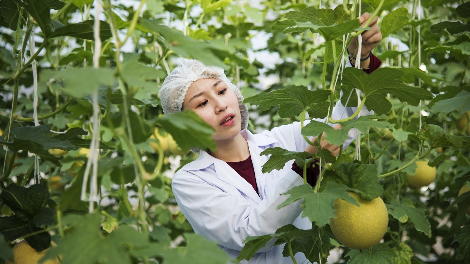 asian-scientist-studying-plants-and-fruits-2022-01-18-23-39-53-utc