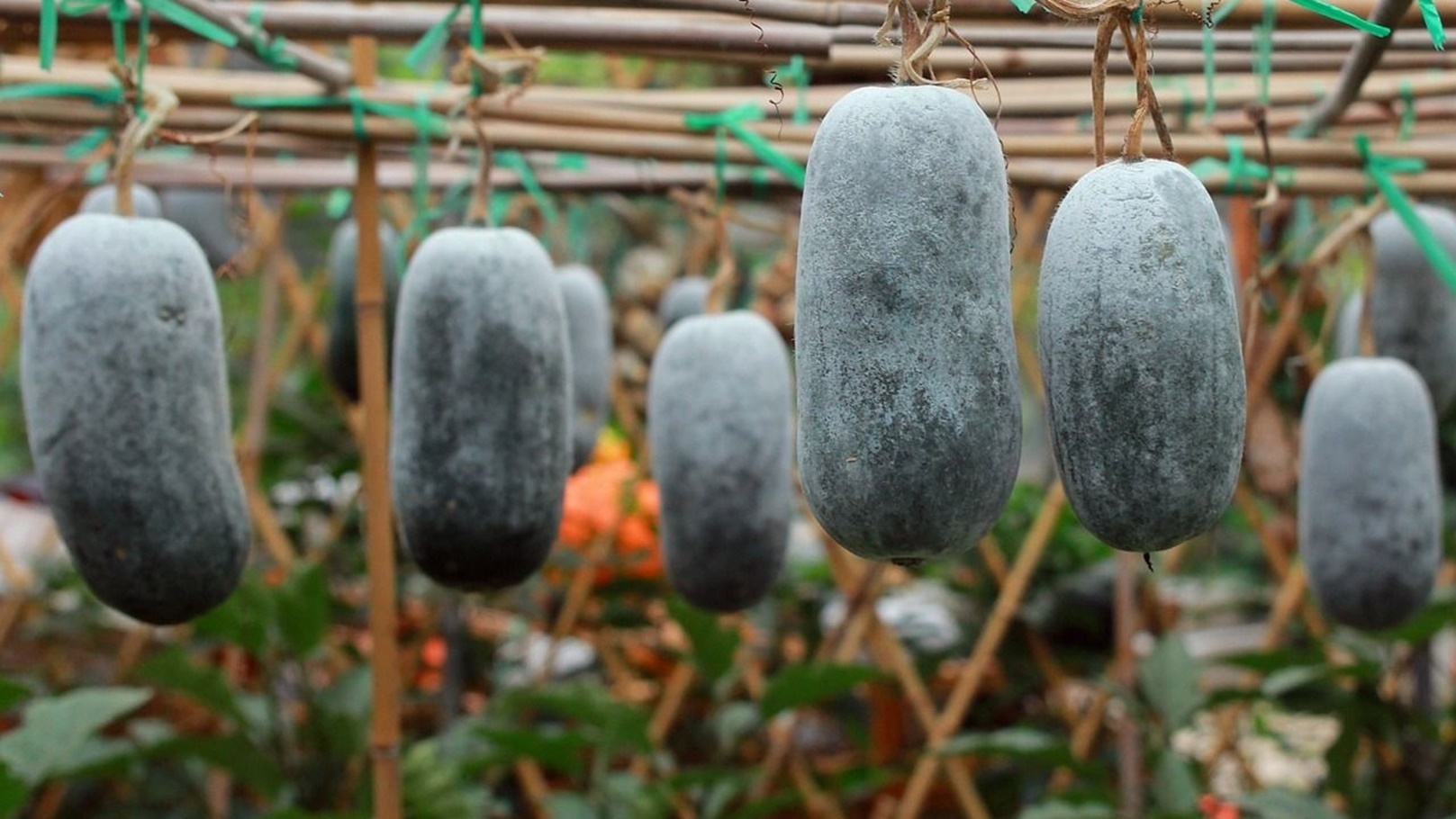 القرع الرماد