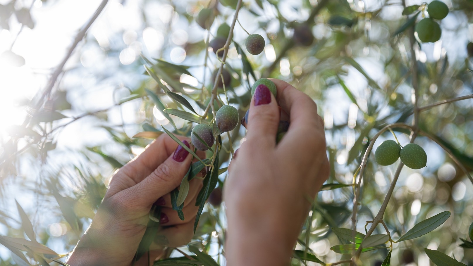 مزارع الزيتون