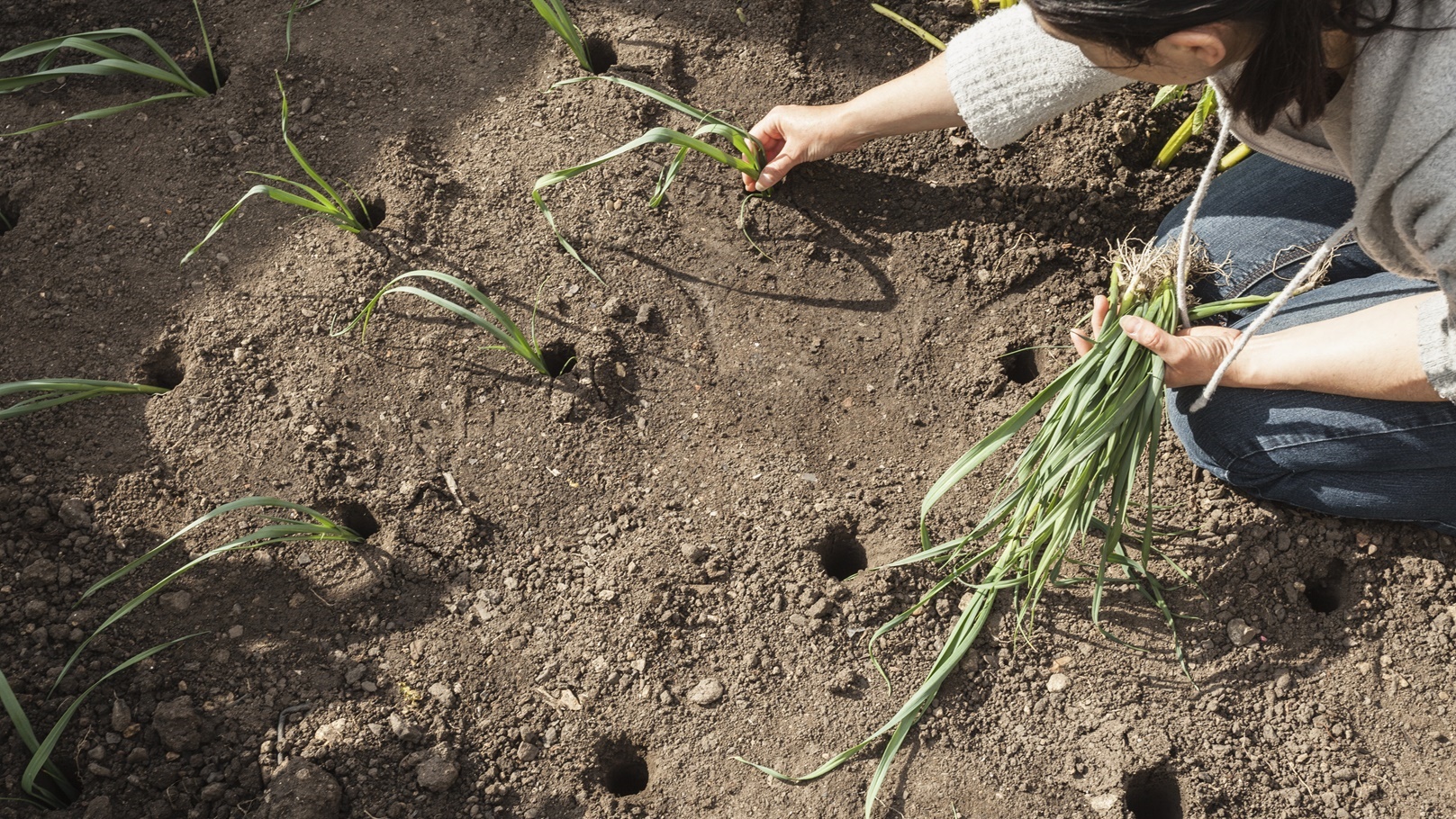 نباتات جذرية