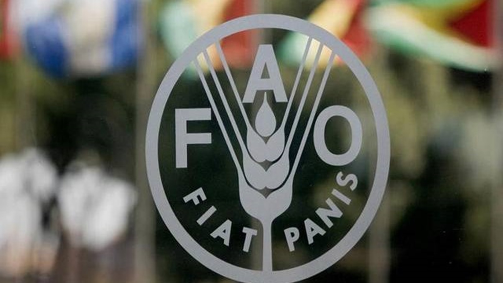 الفاو
