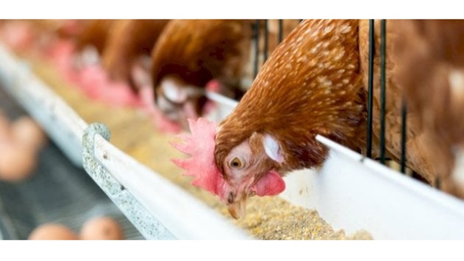 مكونات_العلف_المركز_للدواجن