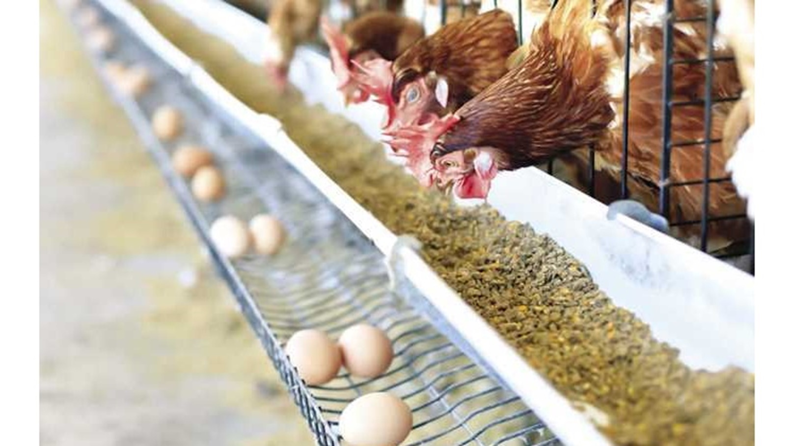 أسعار الدواجن اليوم