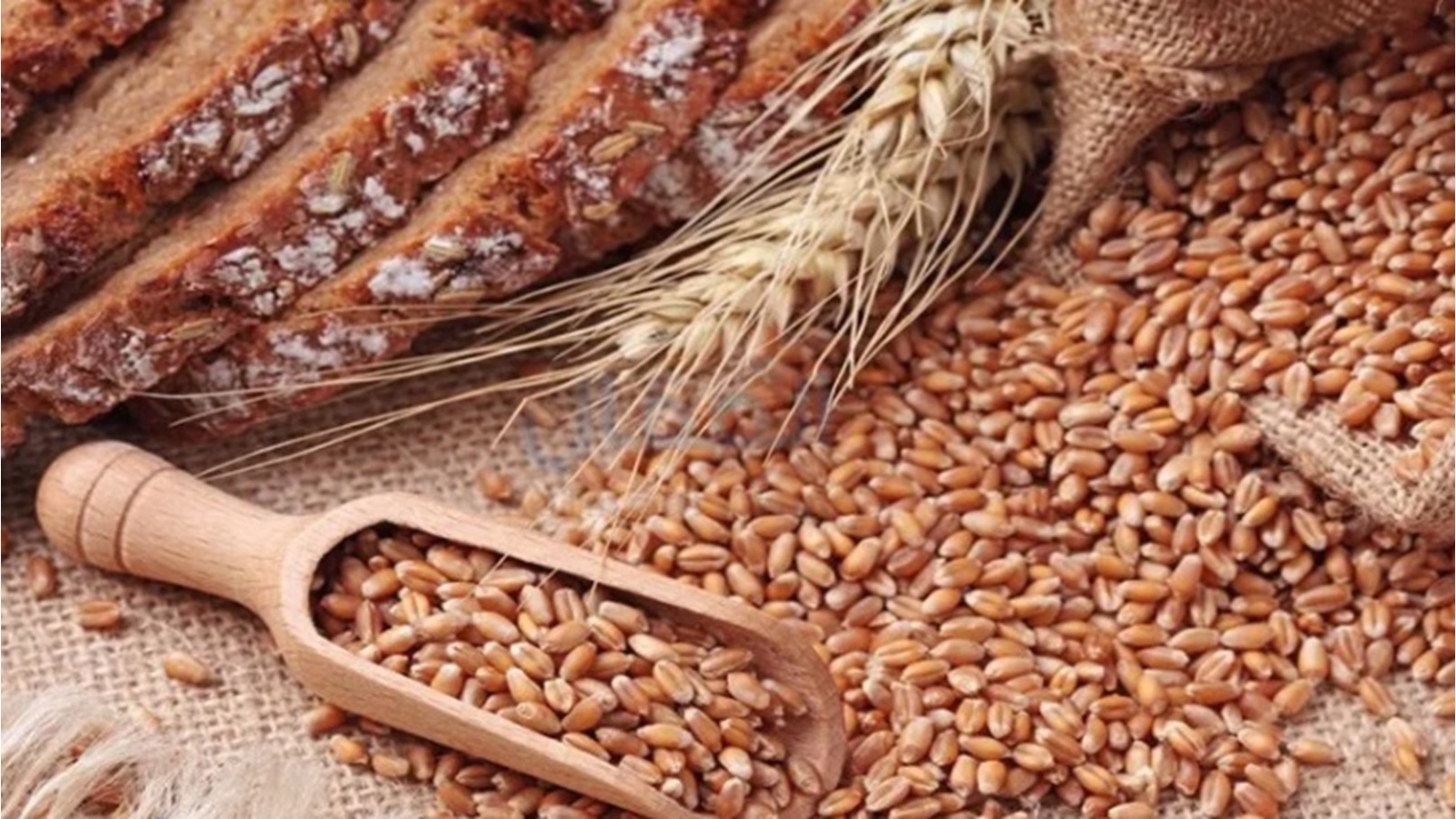 حبوب القمح 22