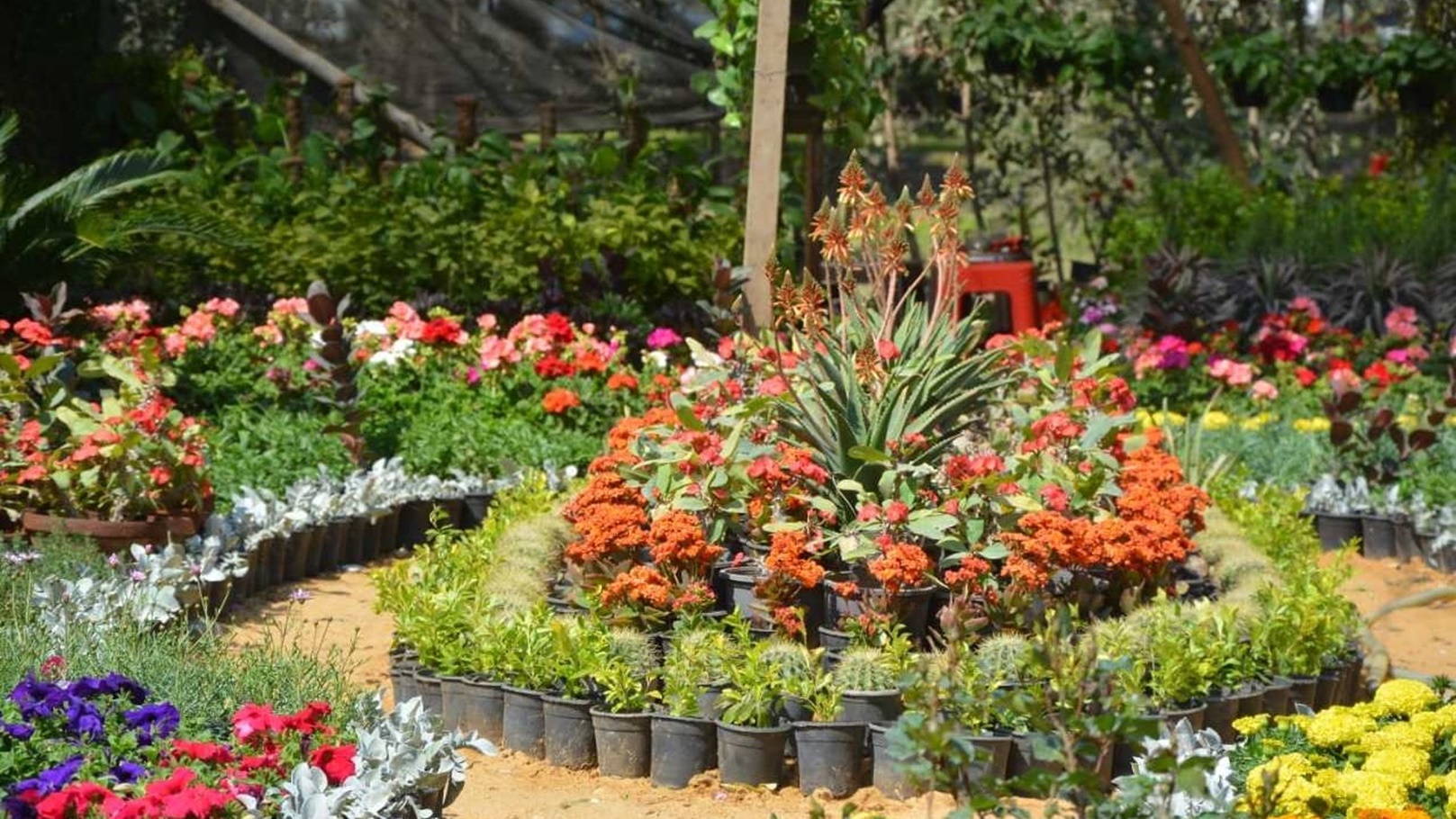 معرض الزهور