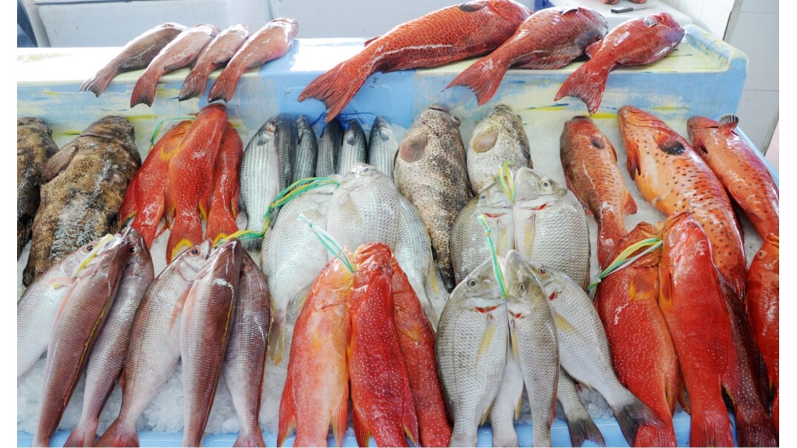 أسعار السمك اليوم